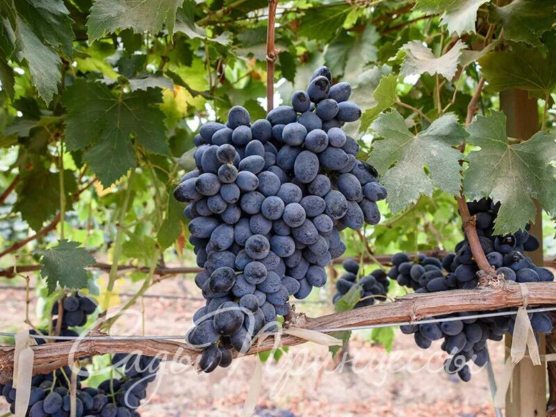 Виноград абажур описание сорта фото Antique Italian Grape Chandelier at 1stDibs grapes chandelier, antique italian c