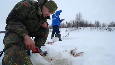 Окунь на коми