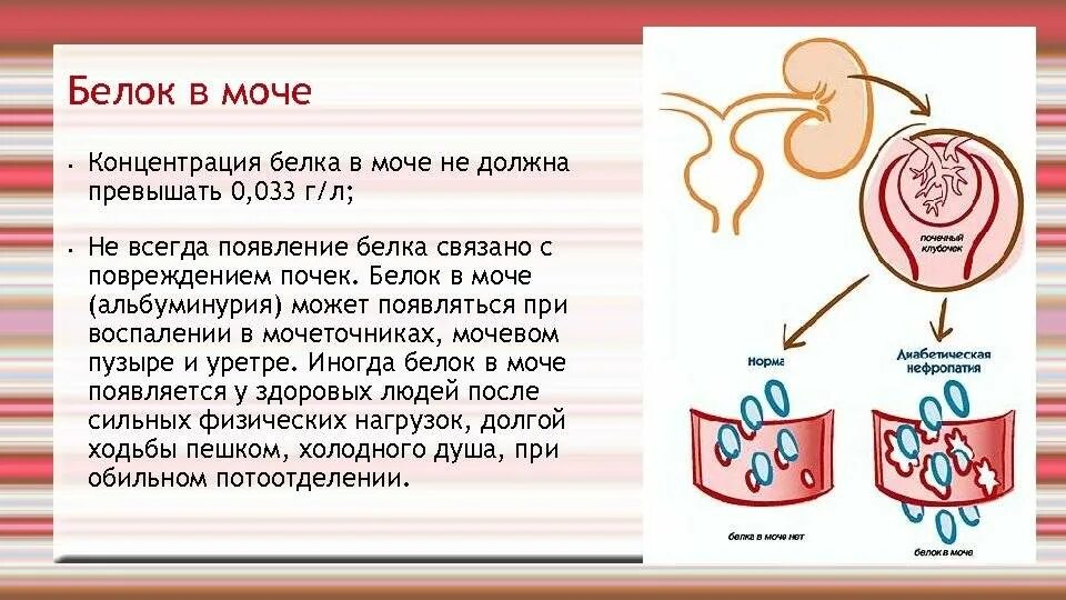Следы белка в моче. Белок 1 гл в моче у беременных. белок в моче при беременности. белок в моче беременной 0.2. норма белка в моче при беременности.