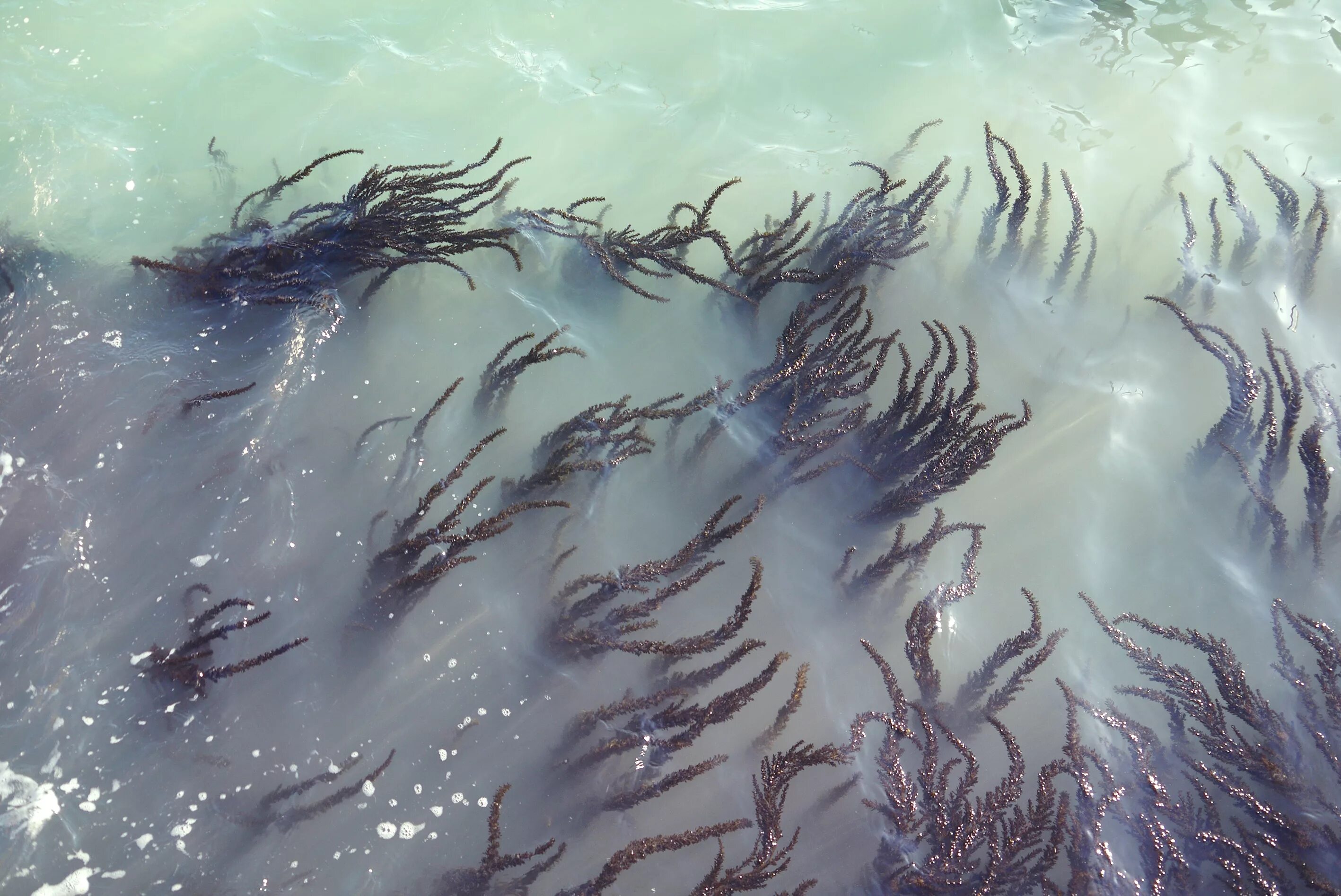 Ламинария в холодных морях. Саргассово море водоросли. Саргассово море бурые водоросли. Саргассово море водоросли саргассум. Саргассово море ламинария.