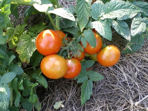 Алтайский Крепыш томат фото. Помидоры крепыш