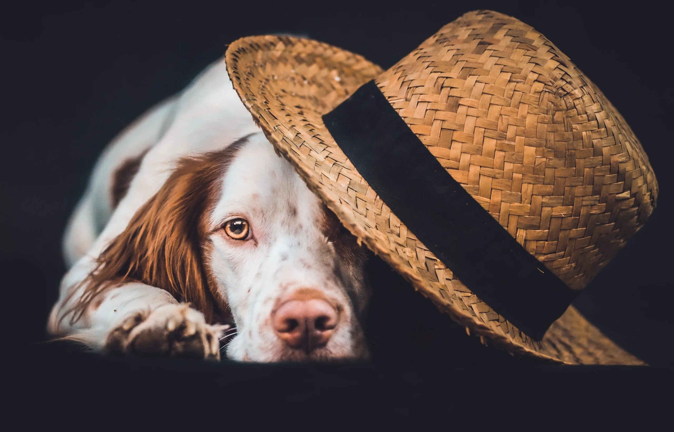 Пес шляпа. Морда собаки. Собака в шляпе. Шляпы для животных. Собачья шляпа.