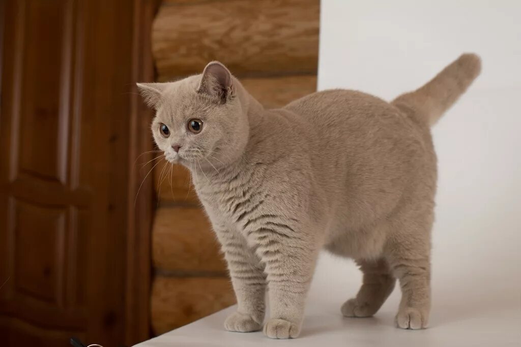 Британская короткошёрстная кошка. Британский гладкошерстный кот. Шотландская прямоухая кремовая. Кот британский гладкошерстный палевый. Взрослая кошечка