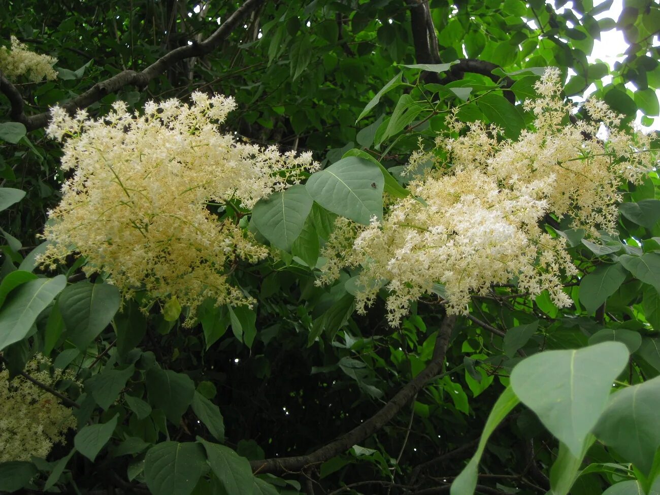 Куст с крупными листьями. Сирень амурская (трескун амурский). сирень амурская кустарник. сирень амурская трескун. сирень амурская листья.