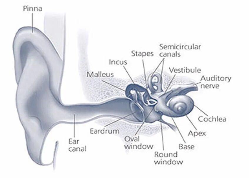 Inner and Outer Parts of your Ear. Base of cochlea of Ear. Auditory impairment это. Hear system