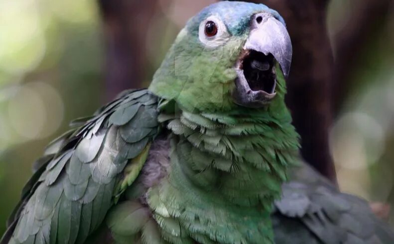 попугай неразлучник оранжевый. афоня волнистый попугай. сенегальский попугай. попугай кричит. попугай на белом фоне.