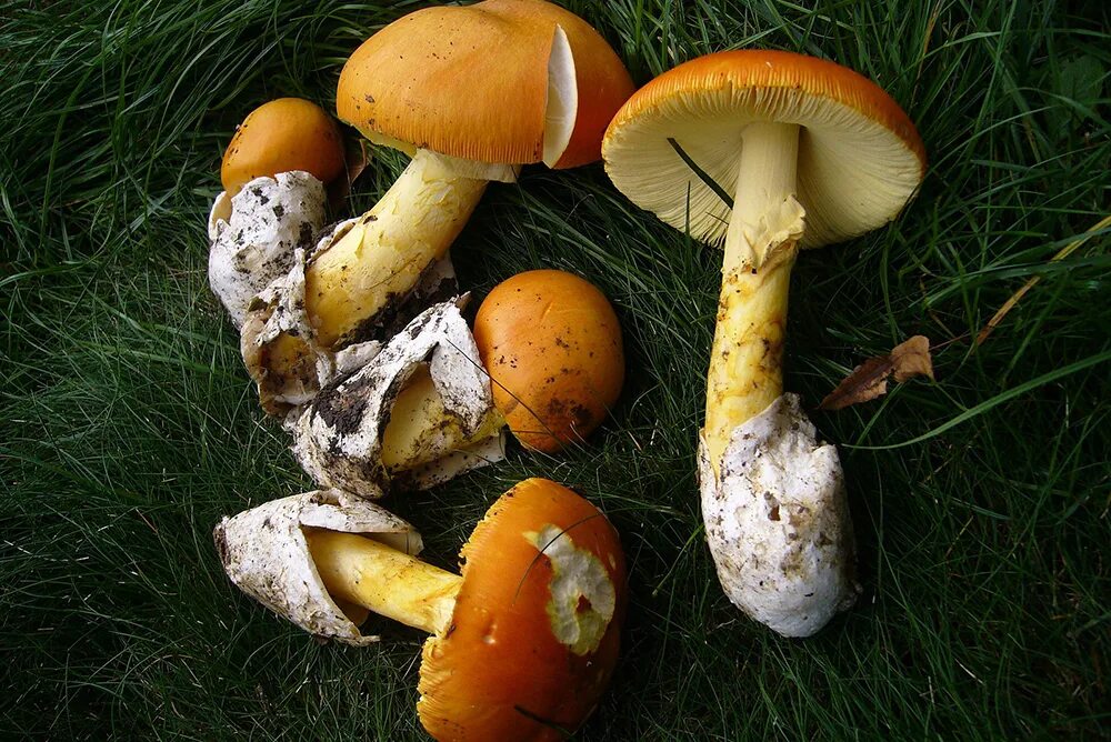 Discover the Enchanting World of Mushrooms