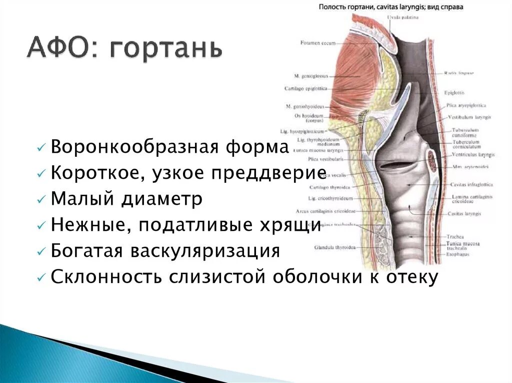 Детская гортань. Гортань полость гортани. Гортань строение анатомо физиологические.