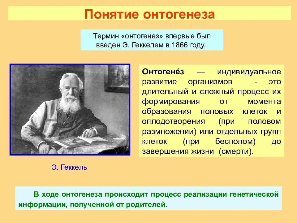 Как называется индивидуальное развитие человека. Понятие онтогенеза. Индивидуальное развитие организма. Термин онтогенез. Онтогенез индивидуальное развитие человека.