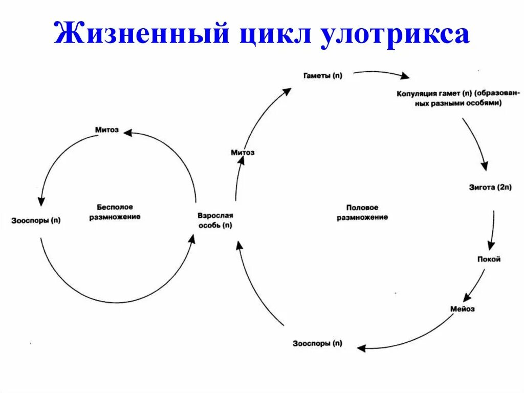 Цикл развития улотрикса схема. Жизненный цикл цикл улотрикса. Жизненный цикл улотрикса рисунок. Диплоидная стадия жизненного цикла на рисунке. Чем представлен гаметофит у улотрикса