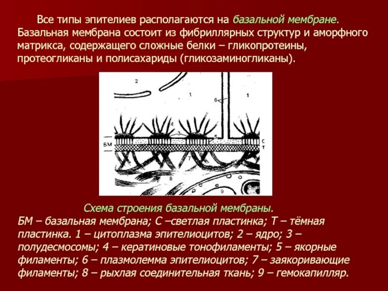 Трофическая функция базальной мембраны. Базальной мембраны нидоген. Функции базальной мембраны. Функции базальной мембраны эпителия. Базальная мембрана функции