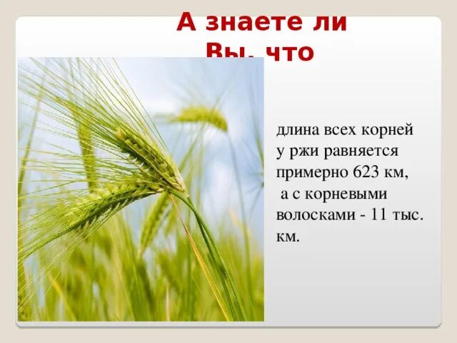 Корень слова рожь. Антоним к слову ржаной. Культурное растение ячмень сообщение. Звуко-буквенный разбор слова рожь. Рожь склонение.