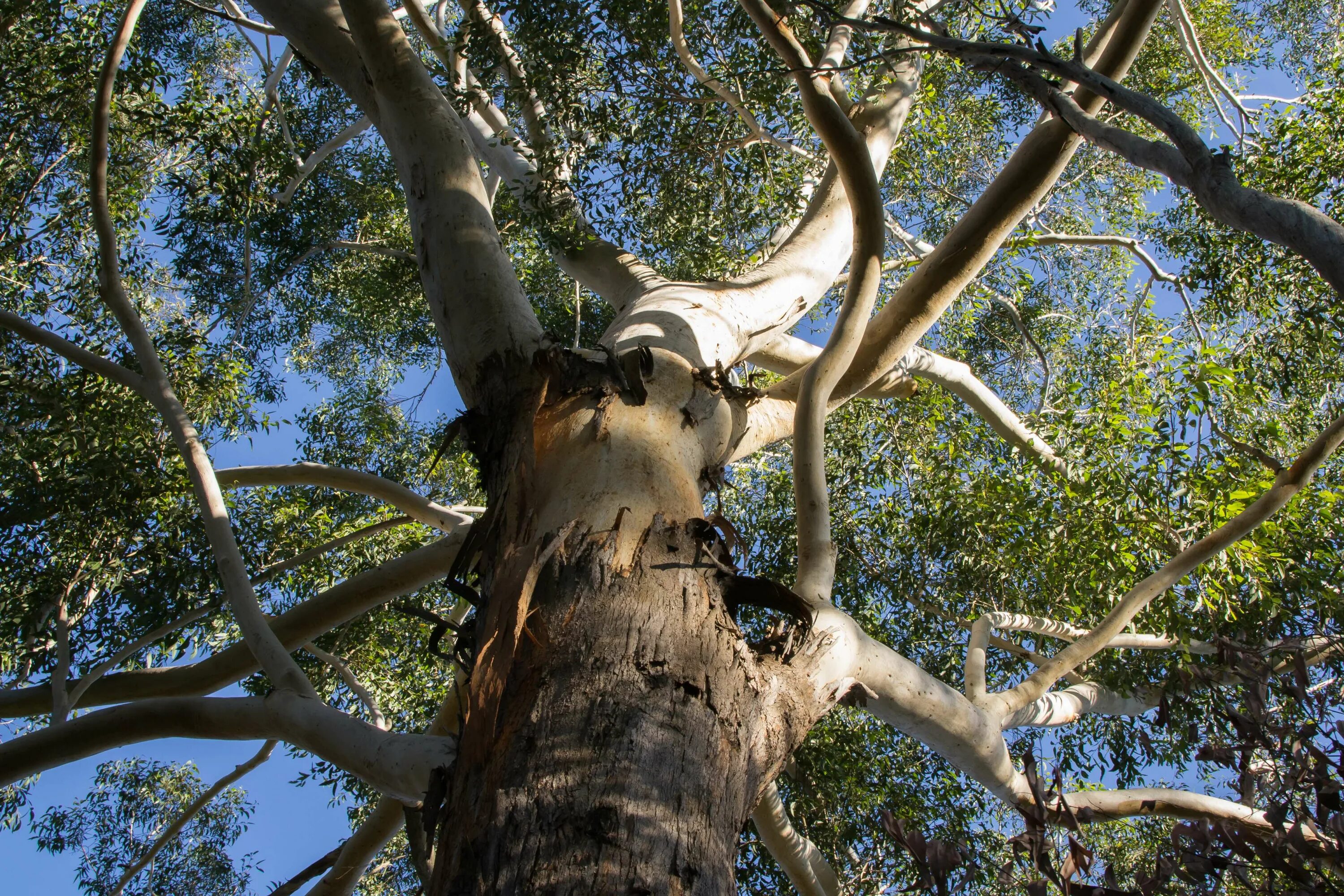 Tree trunk перевод. Tree trunk. tree trunk branch. tree trunk branch free.