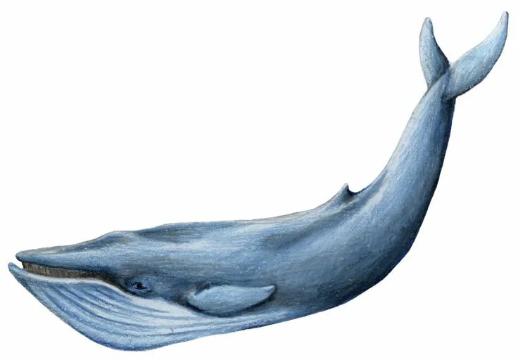 Pin di Anto su 52 hz whale Balaenoptera musculus, Disegno balena, Animali
