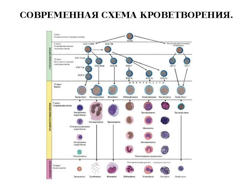 Современная схема кроветворения эритропоэз. Схема кроветворения стволовая клетка. Гемопоэтическая стволовая клетка схема. Схема кроветворения гистология. Стволовая клетка крови