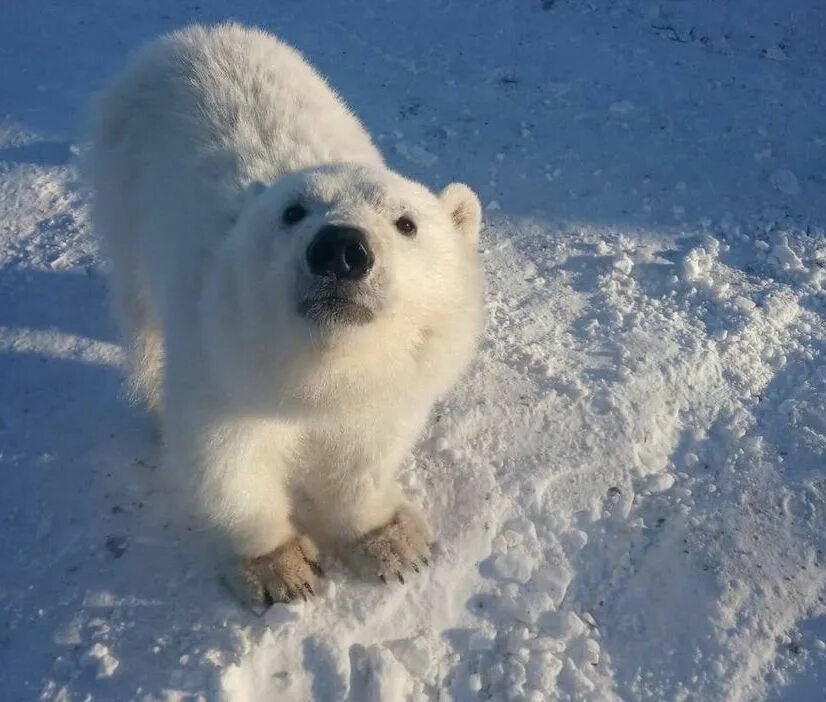 Роев ручей красноярск 2023. Хатанга медведица. Полар бир (polar bear). Белые медведи глобальное потепление. Роев ручей белые медведи.