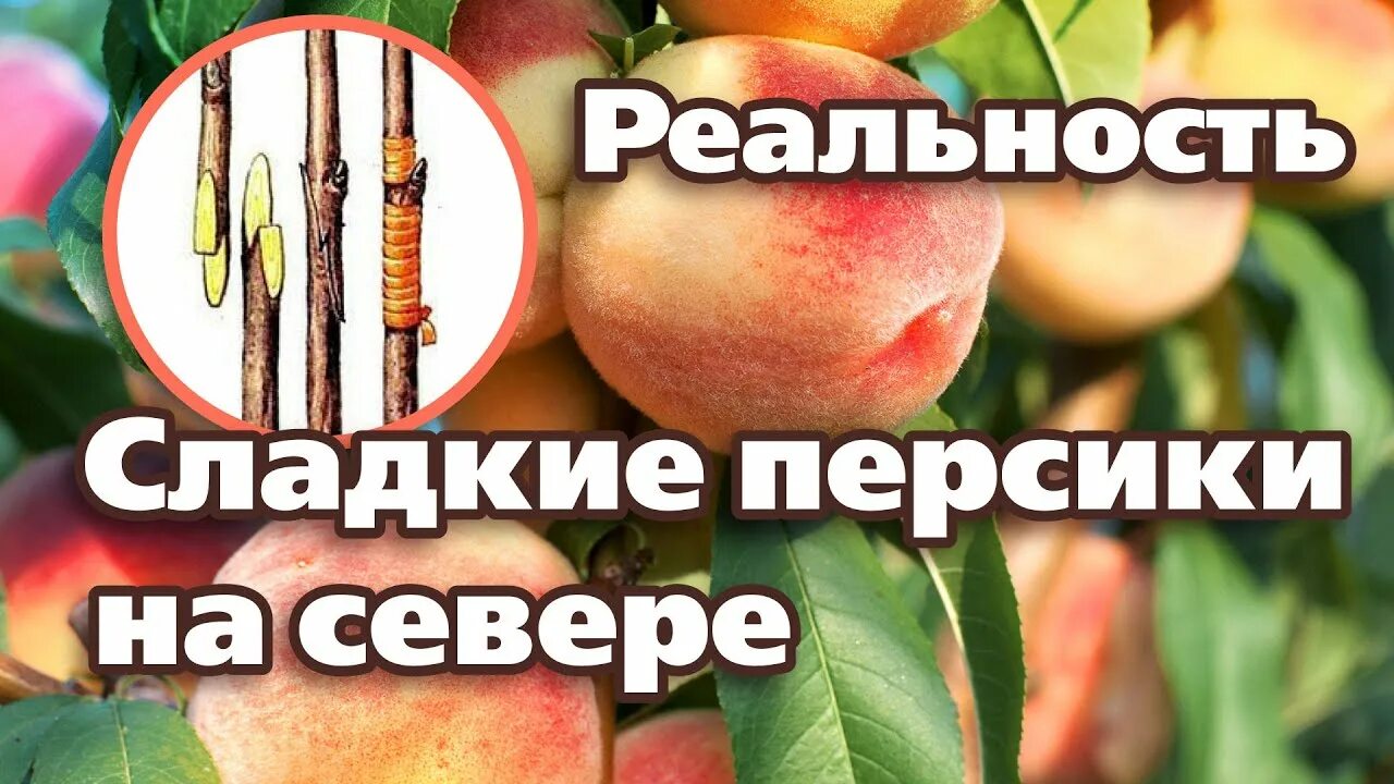 Весенняя обработка персика