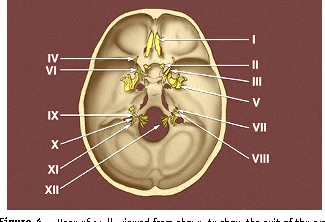Как называются места выхода. 12 Пар черепных нервов отверстия. 12 Пар черепных нервов выход из черепа. 12 Пар черепно-мозговых нервов на черепе. Отверстия выхода черепных нервов.