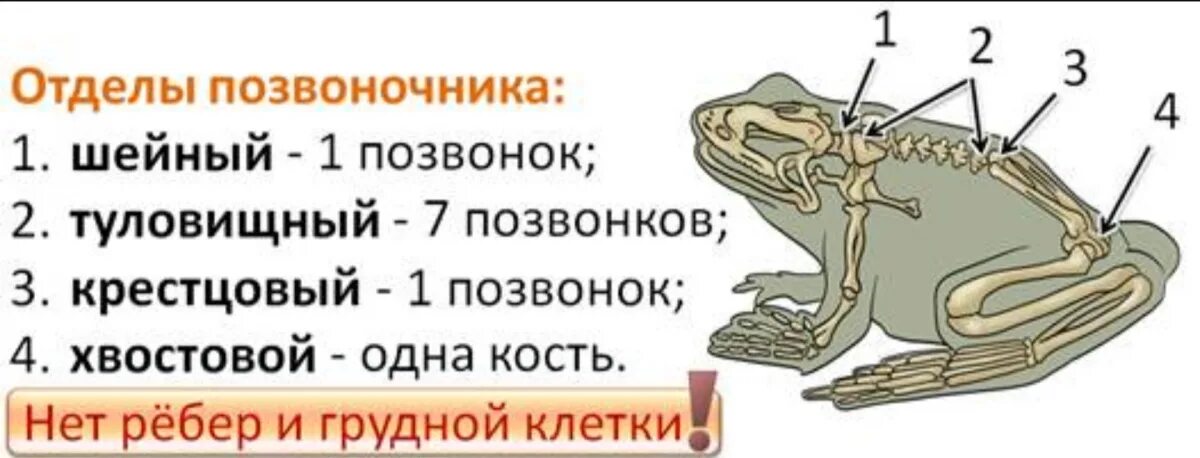 Отделы позвоночника крокодила. Появление шейного и крестцового отделов позвоночника у земноводных. Шейный отдел земноводных состоит. Шейный позвонок у земноводных. Строение позвонка лягушки.