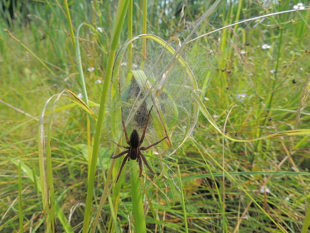 Dolomedes fimbriatus - охотник каёмчатый. Паук охотник каёмчатый. Охотник каёмчатый. Белорусский паук.