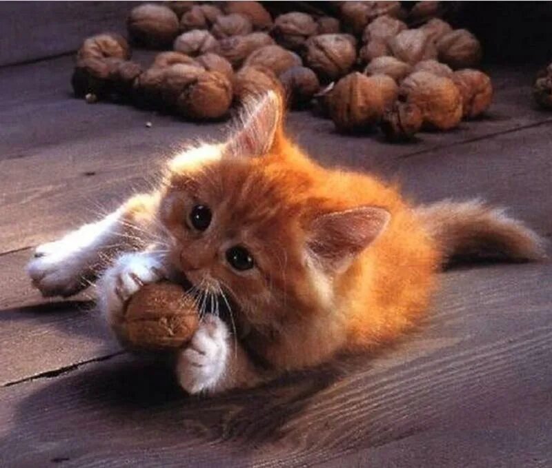 Кот орех. Кот и орехи. орешки кот. котик и орехи. волшебные котики.