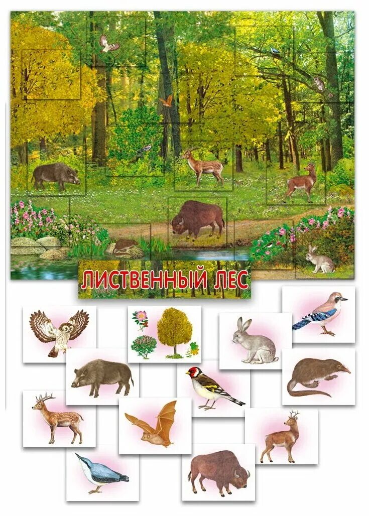 зона широколиственных лесов животный мир. животные тайги и смешанных лесов. животные тайги и смешанных лесов. тайга европейская часть россии животный мир. животные смешанных и широколиственных лесов в россии.