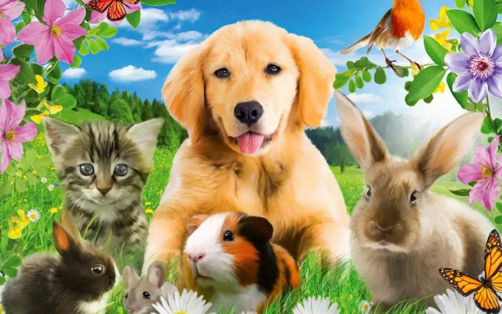 Детские видео животных. Домашние питомцы. Фон для домашних животных. Разные домашние животные. Картины домашних животных.