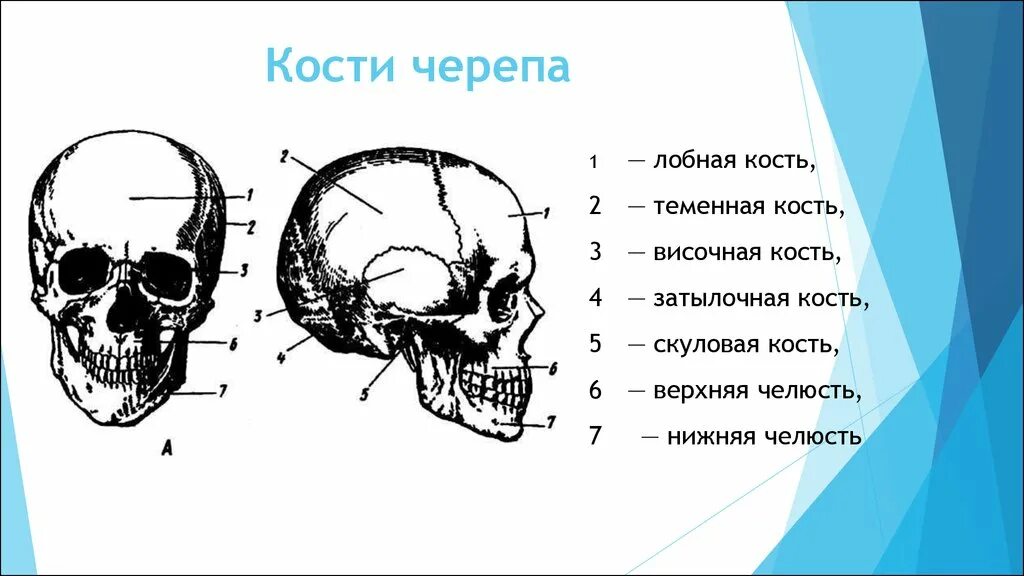 Строение черепа спереди и сбоку. Кости черепа человека анатомия. Кости черепа с обозначениями. Лобная кость затылочная кость височная кость. Термин череп