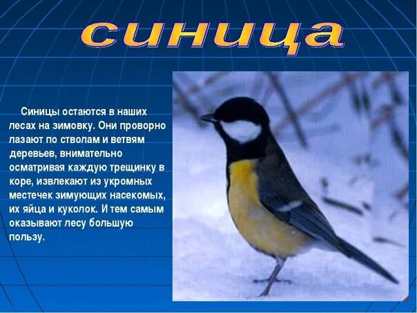 Сообщение о птице 2 класс. Рассказ о птицах. Доклад про птиц. Синица описание птицы. Синица информация для детей.