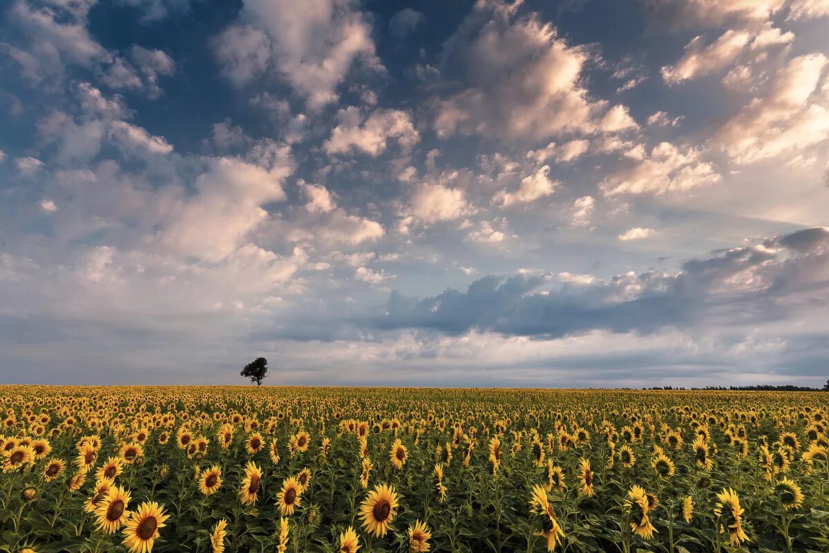 Поле подсолнухов. Оренбургская область подсолнухи. Асекеево поле подсолнухов. Подсолнечник степь. Воткинск поле подсолнухов.