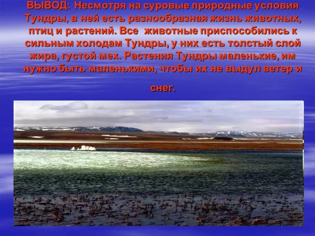 Природные условия тундры. Вывод о тундре. Тундра заключение. Вывод по тундре.