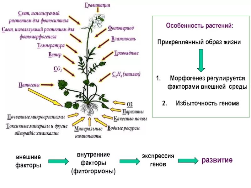 Морфогенез растений. Фитогормоны растений. Влияние фитогормонов на растения. Влияние на рост растений гормонов.