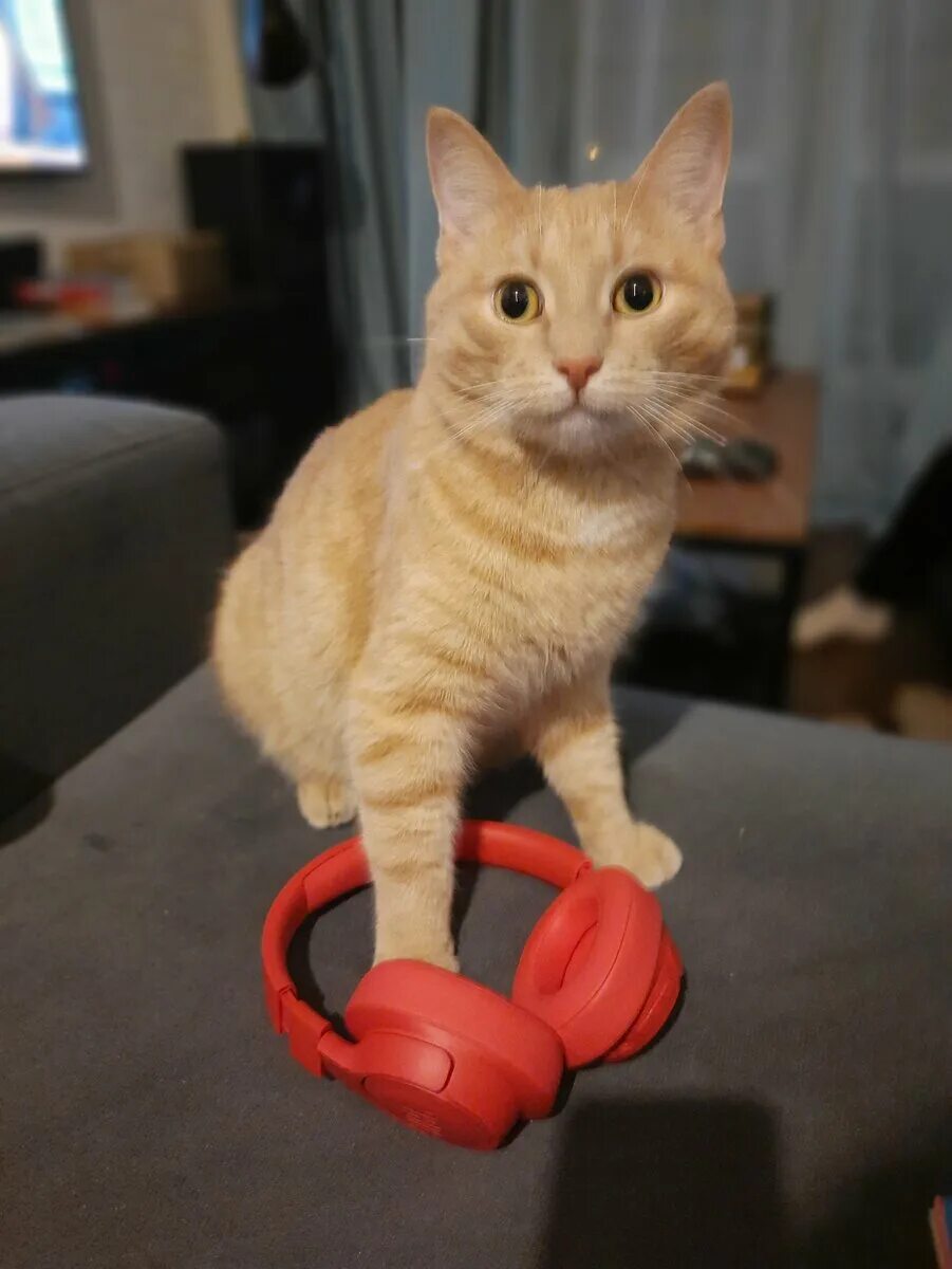 Кот завоеватель. Скизи мазанкин кот. Скизи мазанкин дзен кот. Скизи мазанкин кот. Скизи мазонкин новое дзен.