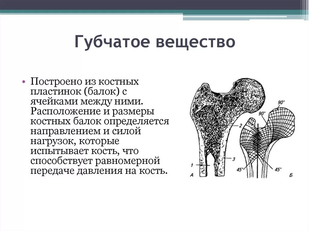 Что находится в губчатом веществе кости