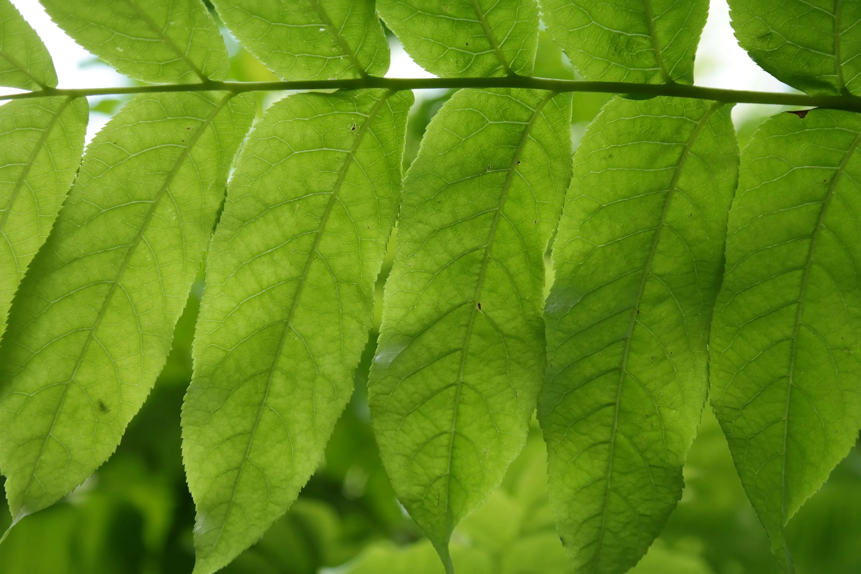 Transition leaves
