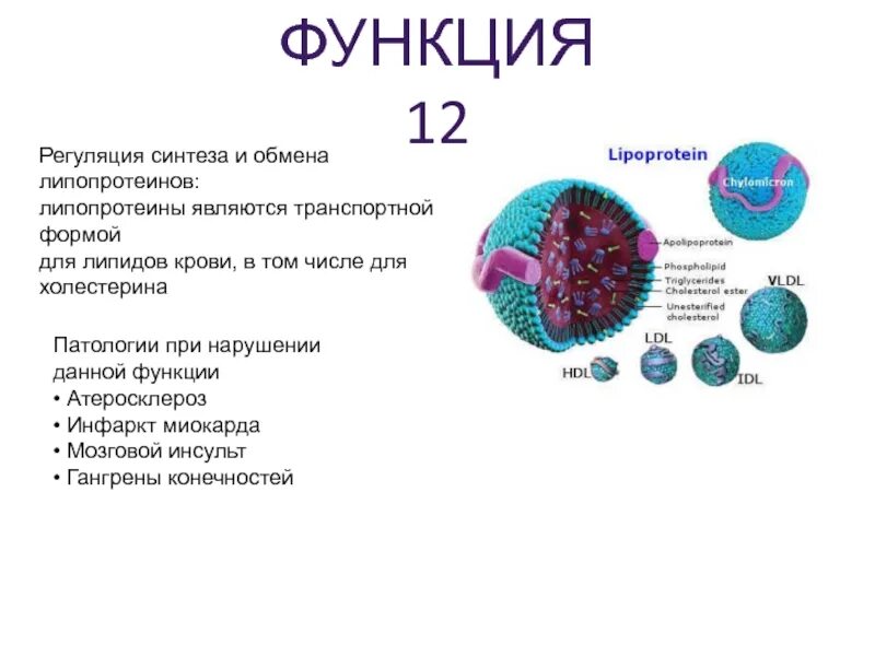 Липопротеин функции. Регуляция синтеза липопротеинов. Липопротеины Синтез. Липопротеины функции.
