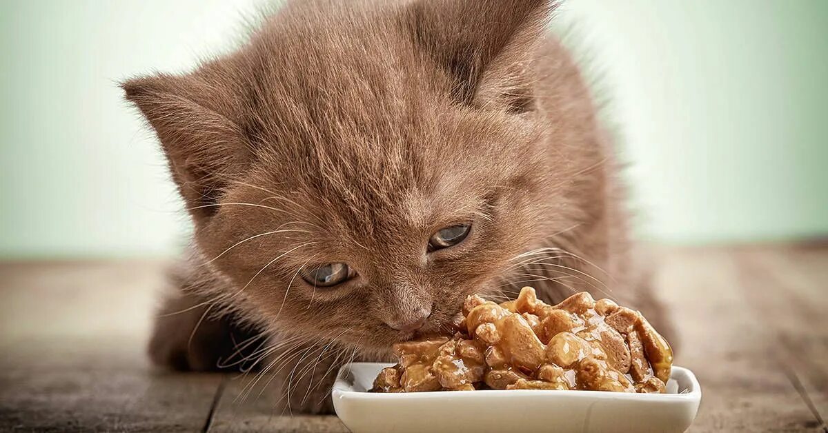 Можно ли давать котенку влажный