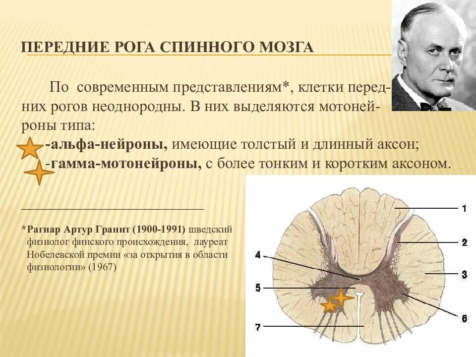 Двигательный передние рога спинного мозга. Мотонейроны передних Рогов спинного мозга. Задние рога спинного мозга. Передние задние и боковые рога спинного мозга. Передний пога спинного мозга.