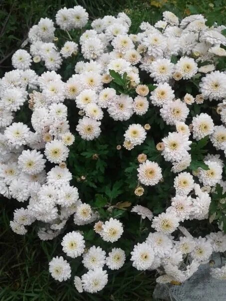 Хризантемы низкорослые шаровидные. Хризантемы белые кустовые садовые. Хризантема космо еллоу. Хризантемы мелкие кустовые садовые. Хризантема мультифлора ромашка.