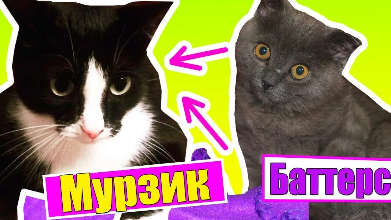 Кот баттерс канал. Кошка баттерс. Видео кошечки баттерс. Вика близ кошечка баттерс собачка элис. Видео кошечки баттерс.