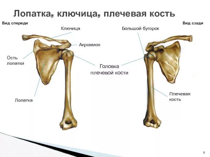 Малый бугорок головки плечевой кости. Гребень малого бугра плечевой кости. Бугорок плечевой кости анатомия. Малый бугорок плечевой кости анатомия. Где находится гребень