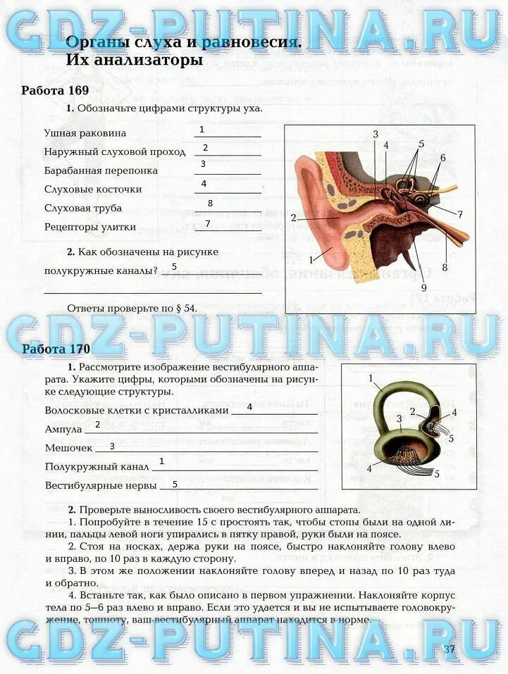 Биология 8 класс параграфы. Биология 8 класс рабочая тетрадь сонин гдз. Гдз по биологии 8 класс беляев. Гдз по биологии. Биология 8 класс рабочая тетрадь сонин.