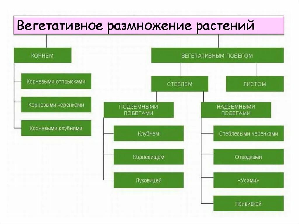 Как называется способ вегетативного размножения. Способы вегетативного размножения растений рисунки. Основные способы вегетативного размножения растений 6 класс. Способы размножения растений вегетативными органами 6 класс. Способы вегетативного размножения рисунок.