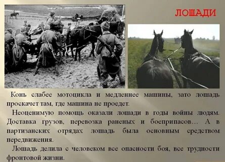 1941 какого животного