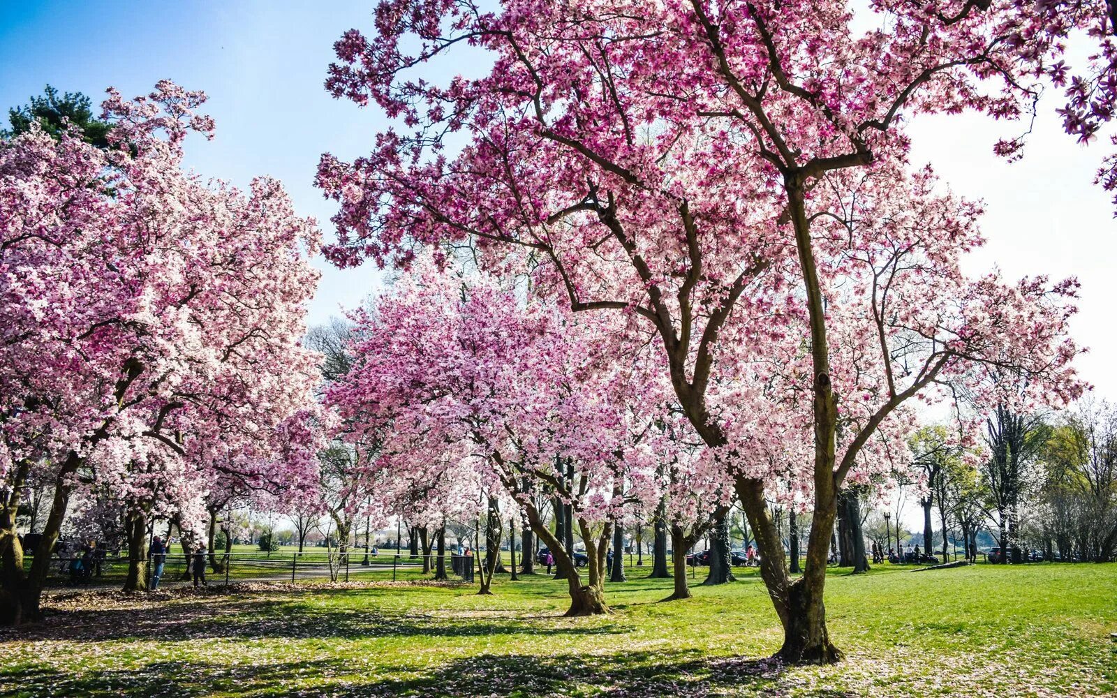 Big blossom. Черри блоссом. Вишня Есино. Цветущее дерево. Деревья в цвету.