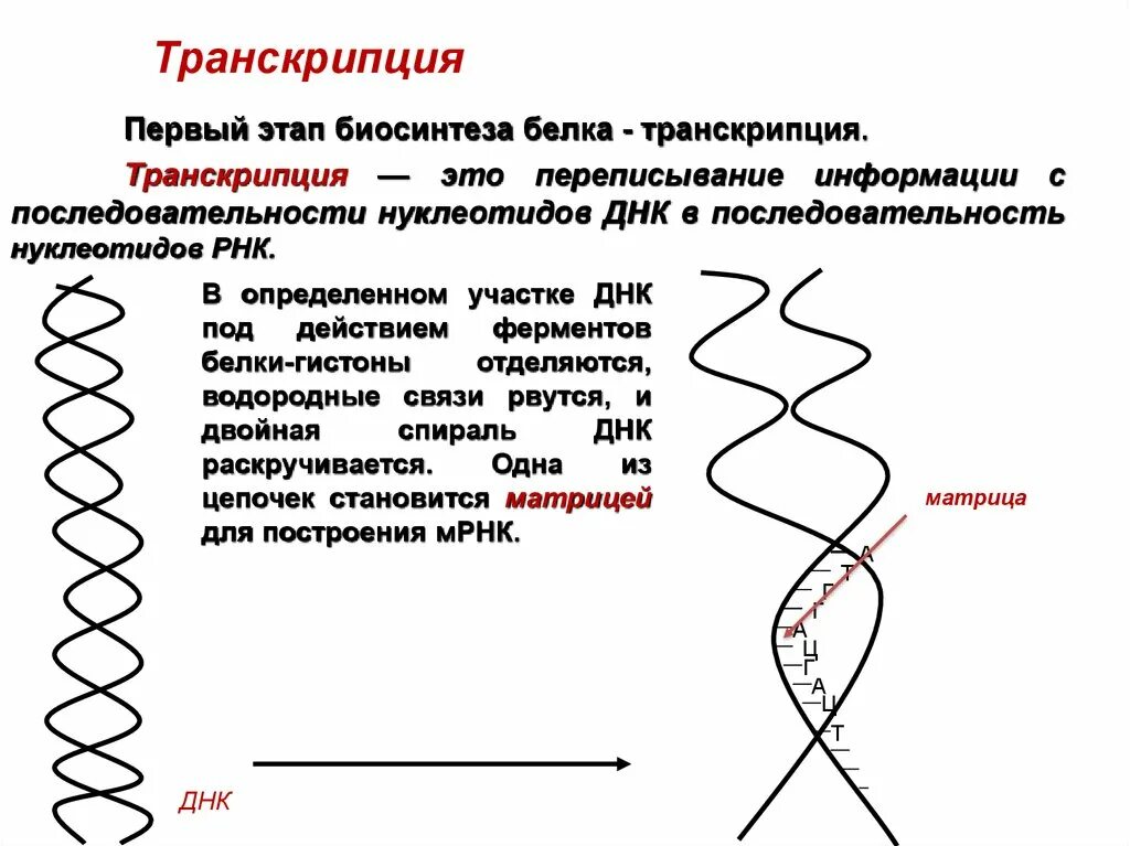 Концы транскрибируемая днк. Репликация ДНК И Биосинтез белка. Транскрипция ДНК биология. Транскрипция — первый этап биосинтеза белка. Процесс транскрипции в биологии.