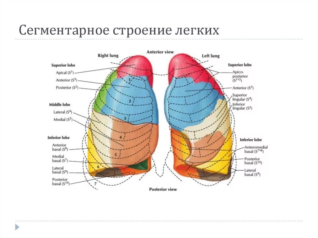 10 сегментов легких. Легкие строение анатомия сегменты. Сегментарное строение правого легкого схема. Сегменты легких топографическая анатомия. Топография легких сегментарное строение легких.