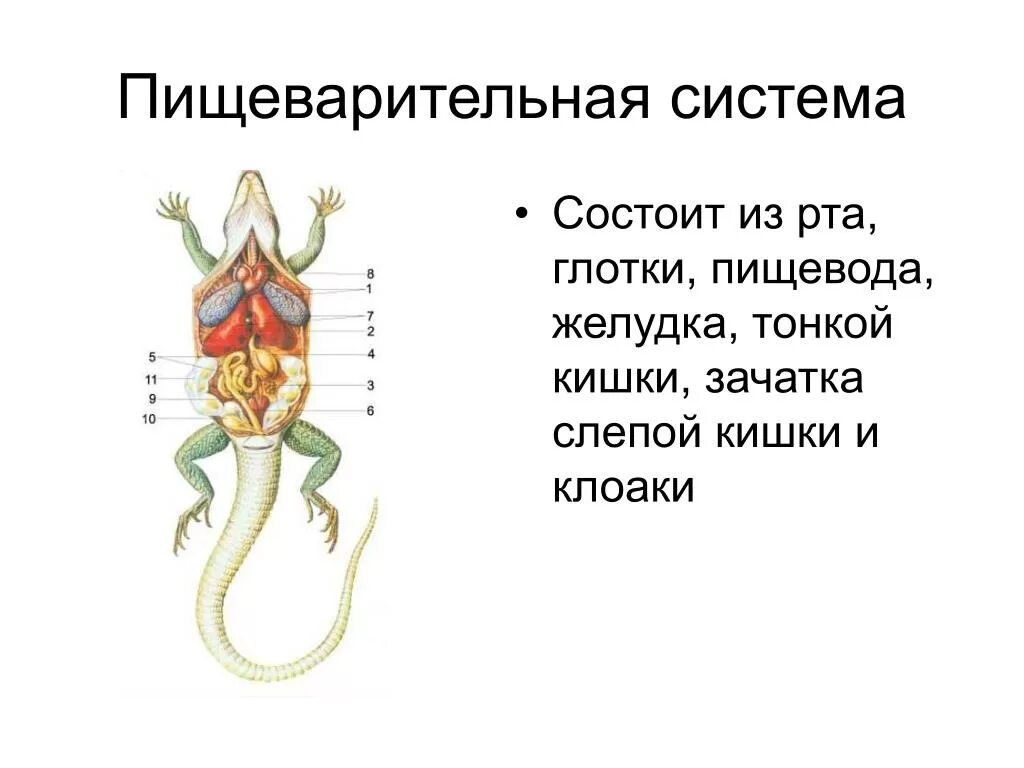 Желудок ящерицы. Пищеварительная система рептилий схема. Пищеварительная система пресмыкающиеся схема. Органы пищеварительной системы пресмыкающихся. Строение пищеварительной системы пресмыкающихся.