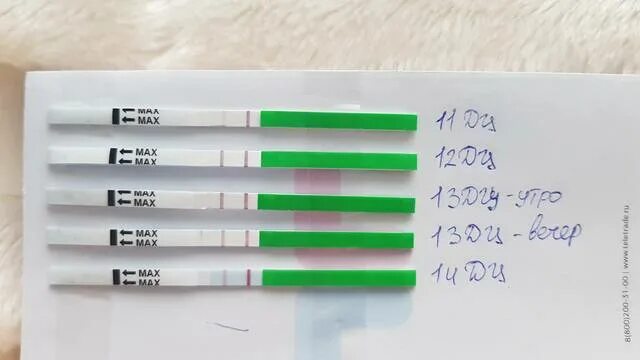 Тест на овуляцию. Тест полоски на овуляцию. Овуляция по тестам. Отслеживание овуляции тестами. Отслеживаем овуляцию по тестам.