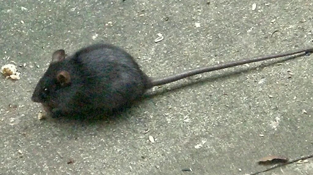 Rattus Rattus чёрная крыса. Длинная мышь. Черный грызун с длинным хвостом. Вытеснение черной крысы серой крысой